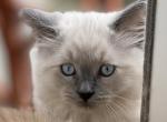 Sequim Bosco - Scottish Straight Kitten For Sale - Sequim, WA, US