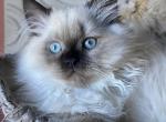 Sequim Luigi - Scottish Straight Kitten For Sale - Sequim, WA, US