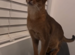 Bran - Abyssinian Kitten For Sale - 