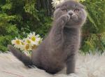 Scottish Fold - Scottish Fold Kitten For Sale - 