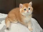 British Shorthair  Bright Golden Shiba Marking - British Shorthair Kitten For Sale - 