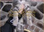 Tummy - Maine Coon Kitten For Sale - 