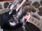 My Girl MG - Maine Coon Kitten For Sale - 