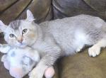 Cricket - Highlander Kitten For Sale - Bridgeton, NJ, US