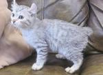 Indigo - Highlander Kitten For Sale - Bridgeton, NJ, US