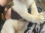 Duchess - Highlander Kitten For Sale - Bridgeton, NJ, US