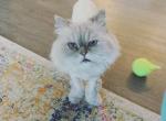 Molly - Persian Cat For Adoption - Knoxville, TN, US