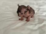 Matildas Litter - Sphynx Cat For Sale - 