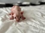 Matilda's Litter Cinnnamon - Sphynx Cat For Sale - 