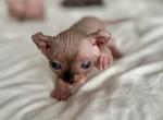 Matilda's Litter Seal Point - Sphynx Cat For Sale - Chicago, IL, US