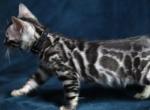 Megumi - Bengal Kitten For Sale - 