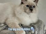 Afroditedolls Bubbles - Ragdoll Kitten For Sale - 