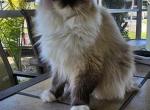 Afroditedolls Skyler - Ragdoll Cat For Sale/Retired Breeding - 