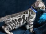 Yugi - Bengal Kitten For Sale - 