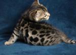 Hakari - Bengal Kitten For Sale - 