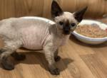 Lora - Devon Rex Kitten For Sale - Stamford, CT, US