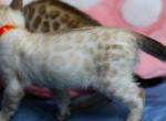 Suko - Bengal Kitten For Sale - 