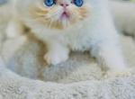 Harrys and Hiro - Persian Kitten For Sale - 