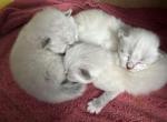 Kiasa litter H - Siberian Kitten For Sale - 