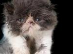 Persians for reservation - Persian Kitten For Sale - Woodburn, IN, US