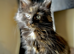 Madison - Maine Coon Kitten For Sale - 