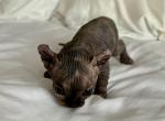 Matilada's Litter Black Elf Girl - Sphynx Cat For Sale - Chicago, IL, US