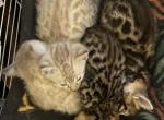 Ebony and Ivory - Bengal Kitten For Sale - La Grange, KY, US