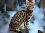 Cola - Bengal Kitten For Sale - 