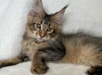 Majestic - Maine Coon Kitten For Sale - Brooklyn, NY, US