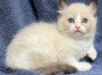 Seal Bicolor male - Ragdoll Kitten For Sale - 