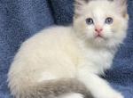 Bicolor Seal - Ragdoll Kitten For Sale - 