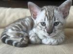 Silver Mink - Bengal Kitten For Sale - 