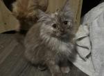 Simbas Crew - Maine Coon Kitten For Sale - 