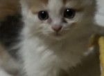 Munchkin Madness - Munchkin Kitten For Sale - 