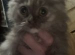 Scottish Sweets - Scottish Fold Kitten For Sale - 