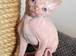 CLitter - Sphynx Kitten For Sale - MA, US