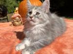 Female M - Maine Coon Kitten For Sale - Virginia Beach, VA, US