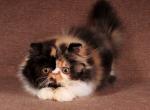 Cecilia - Persian Kitten For Sale - Pembroke Pines, FL, US