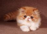 Charley - Persian Kitten For Sale - Pembroke Pines, FL, US