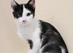 Bueatiful kitten - Domestic Kitten For Sale - Westfield, MA, US