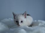 Lila - Ragdoll Kitten For Sale - 