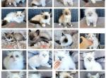 Ragdoll kittens - Ragdoll Kitten For Sale - 