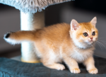 Roach - British Shorthair Kitten For Sale - 