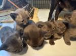 Burmese girls - Burmese Kitten For Sale - ID, US