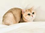 Bella - British Shorthair Kitten For Sale - Philadelphia, PA, US