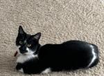 Kibby - Domestic Cat For Adoption - Spanaway, WA, US