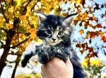 Archer - Maine Coon Kitten For Sale - Sedalia, MO, US