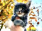 Sawyer - Maine Coon Kitten For Sale - Sedalia, MO, US