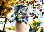 Fern - Maine Coon Kitten For Sale - Sedalia, MO, US