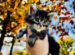 Ash - Maine Coon Kitten For Sale - Sedalia, MO, US